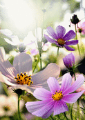 Fleurs d&eacute;licates au c&oelig;ur lumineux